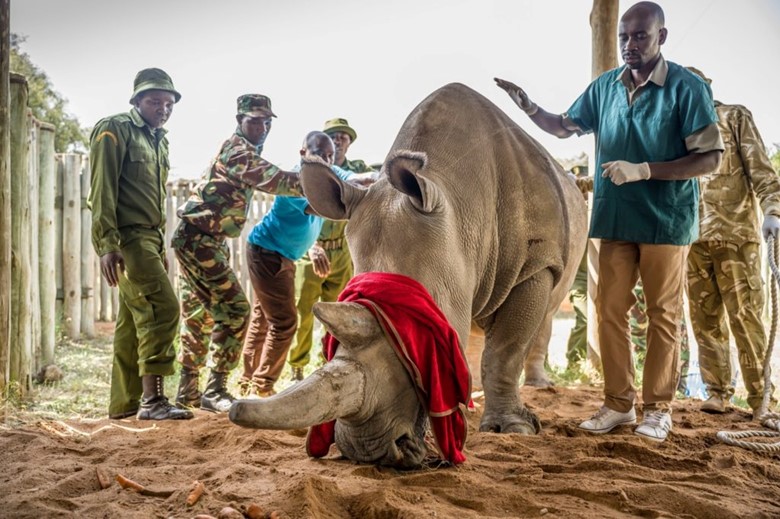Ohroženým africkým nosorožcům pomůže pivo od sládků z Prazdroje a Safari pivovaru